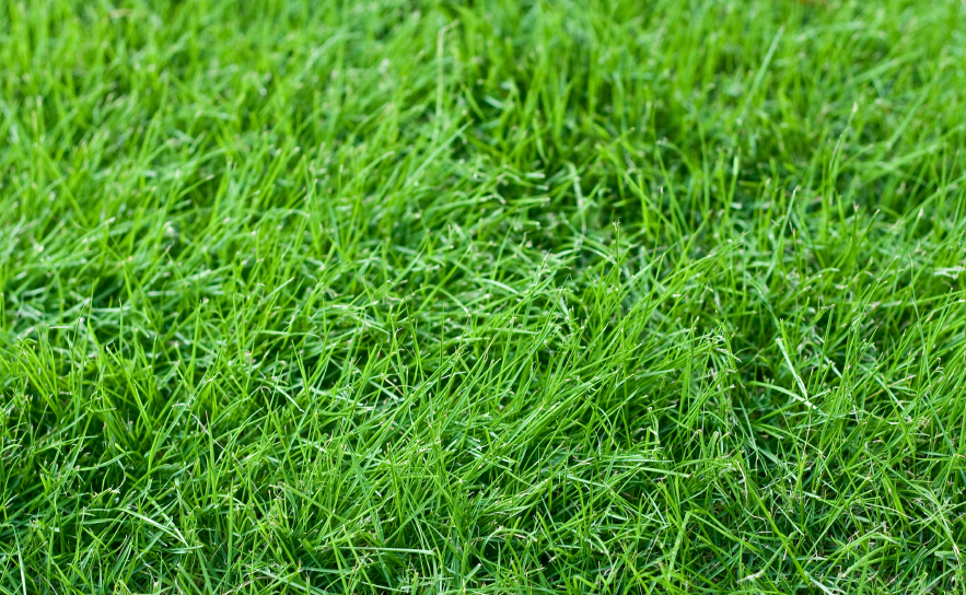 fescue (young).jpg